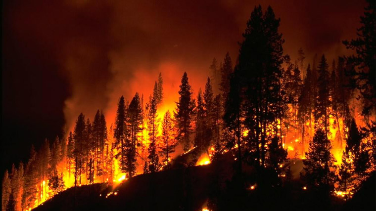 Forest fire funds cut