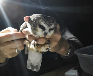 Bio Science students at NAIT help with the Owl banding process at Beaverhill Observatory.