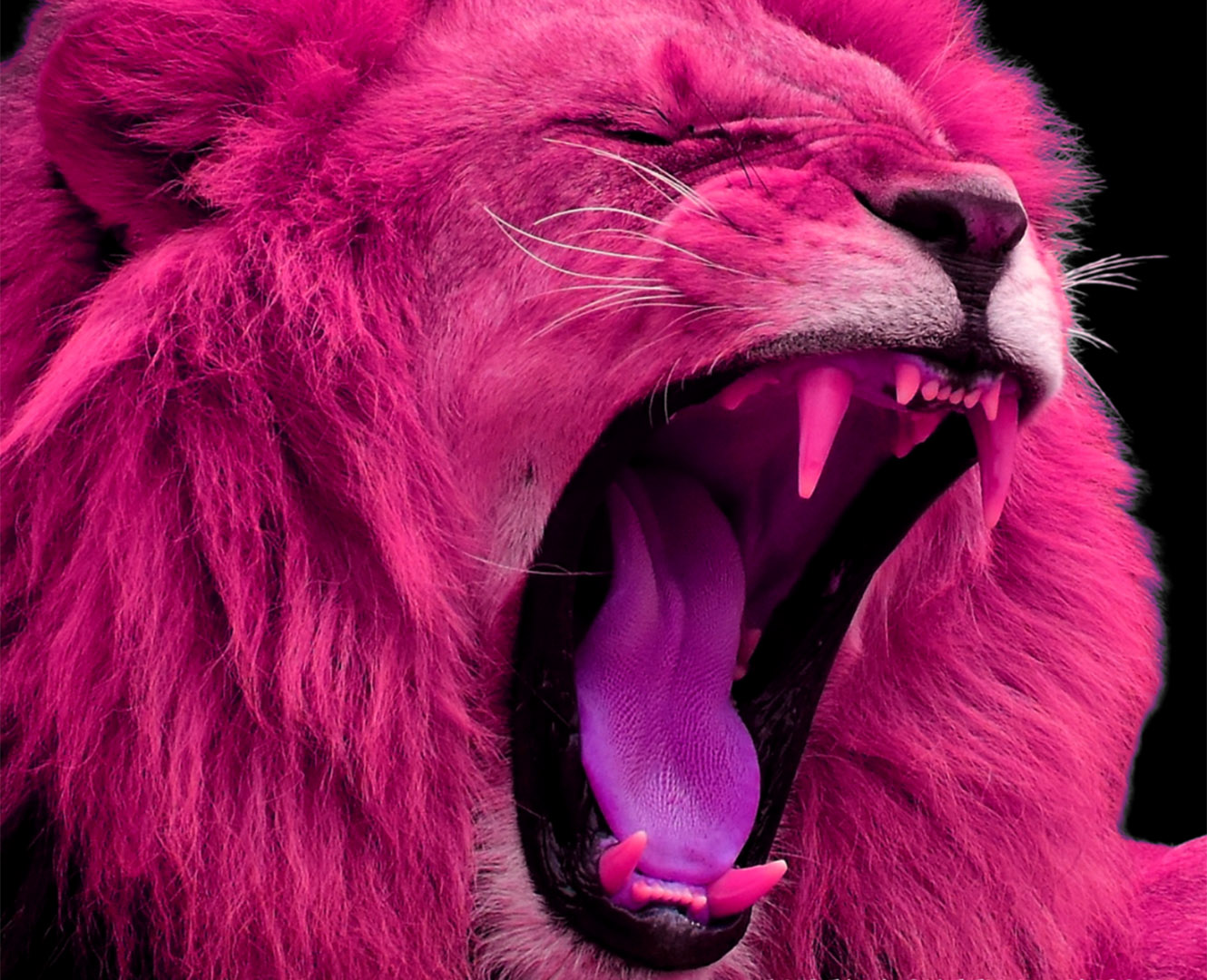 Pink lion roaring