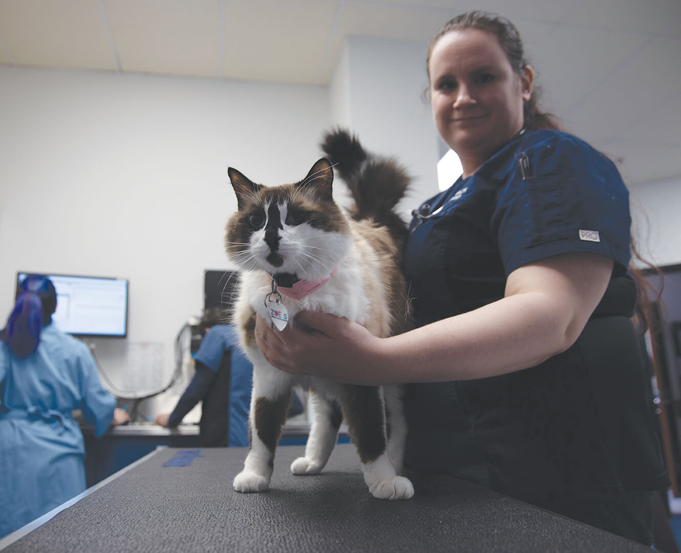 Veterinary clinic with vet handling female cat