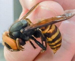 asian giant hornet on a person's finger