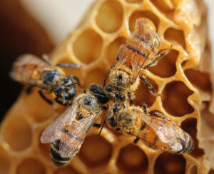 honey bees harvesting honey on the hive