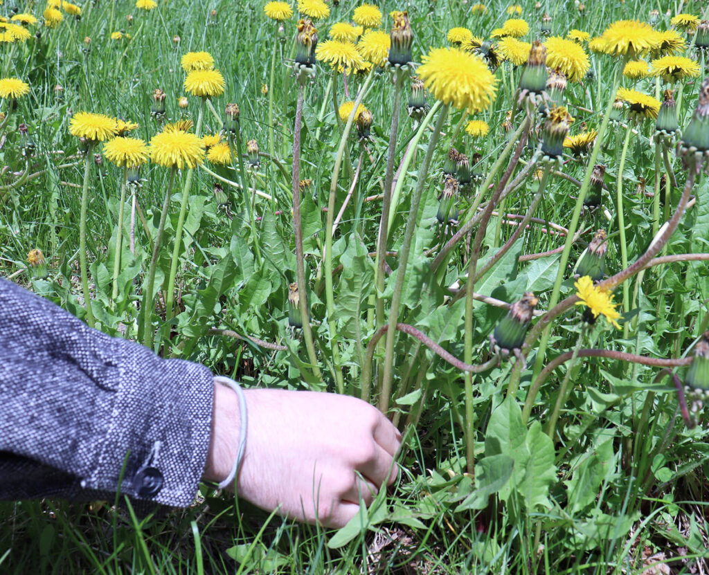 picking a dandelion from dandelion field