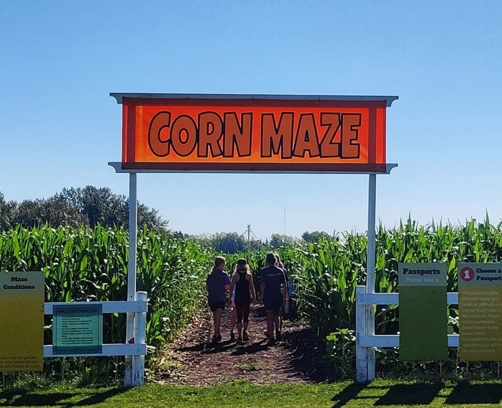 Edmonton Corn Maze