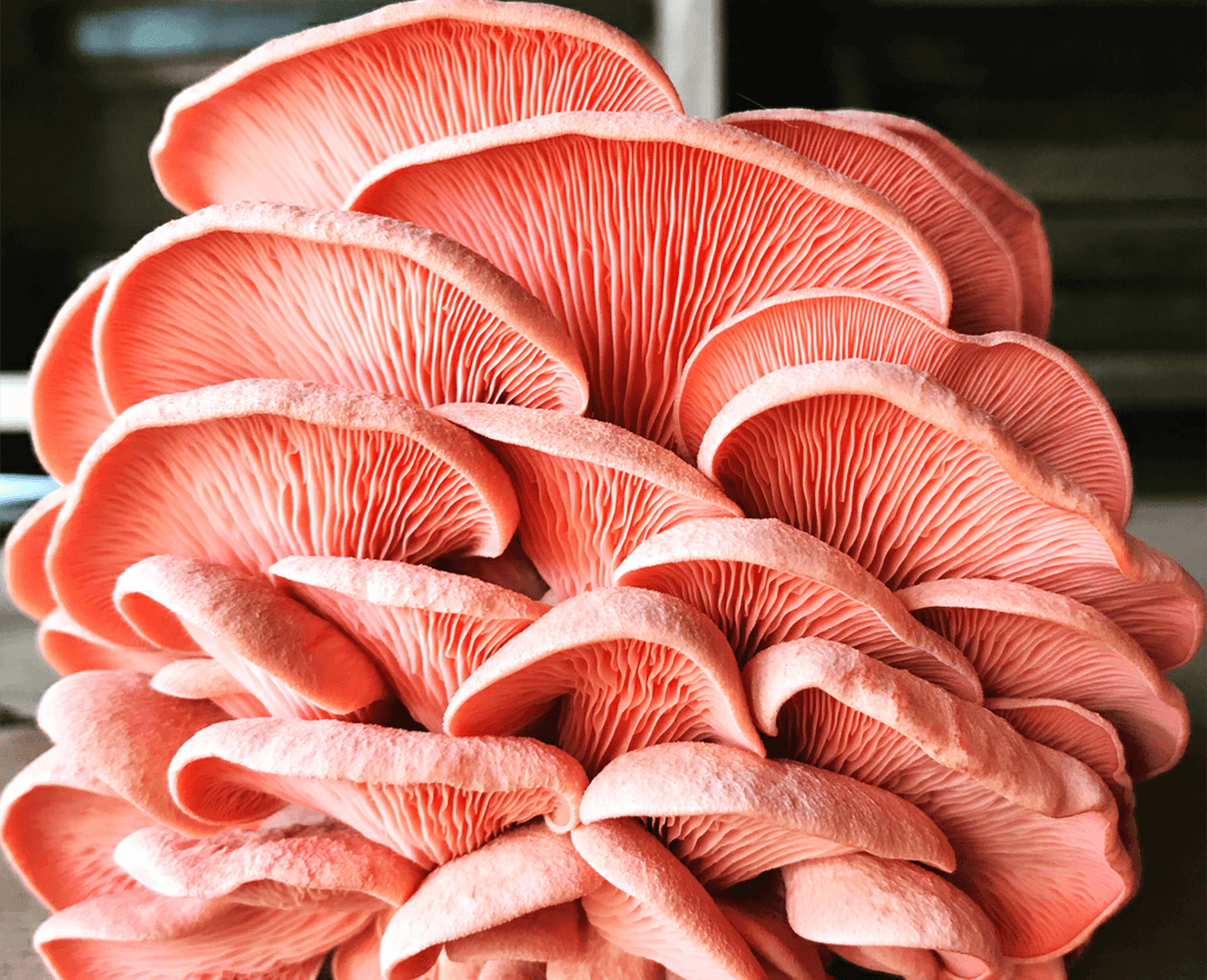 large pink oyster mushroom