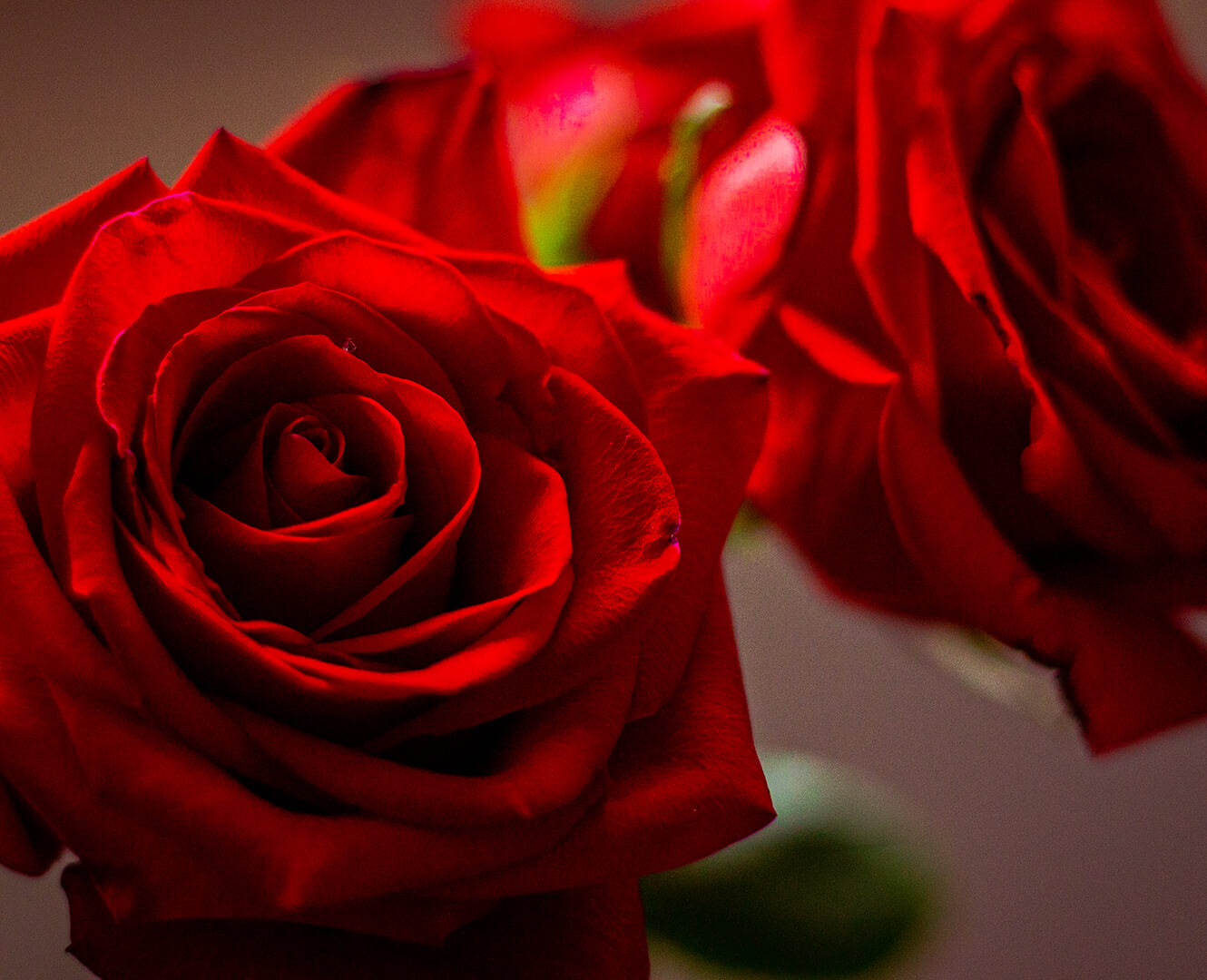 Red roses flowers valentines
