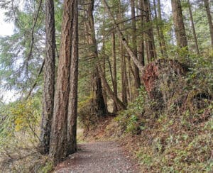 Boreal Forrest Trail Hiking Trees