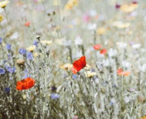 field of flowers, summer blooms, florals