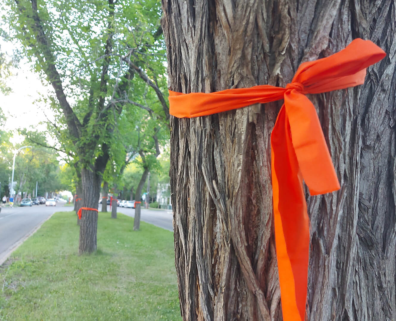 Orange ribbon tired to tree, Indigenous Lives Matter