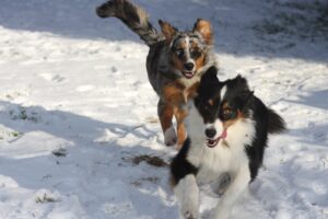 dogs running in the snow