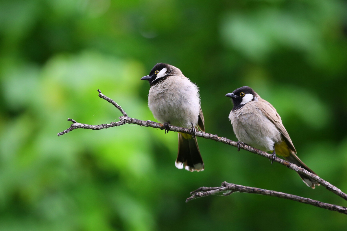 Local birdwatcher shares 4 ways to turn your backyard into a habitat