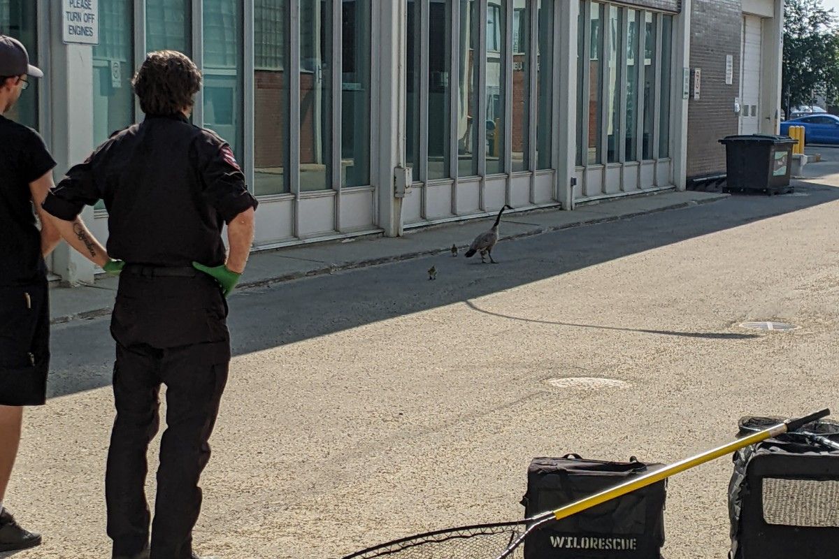 Family of geese saved from NAIT courtyard