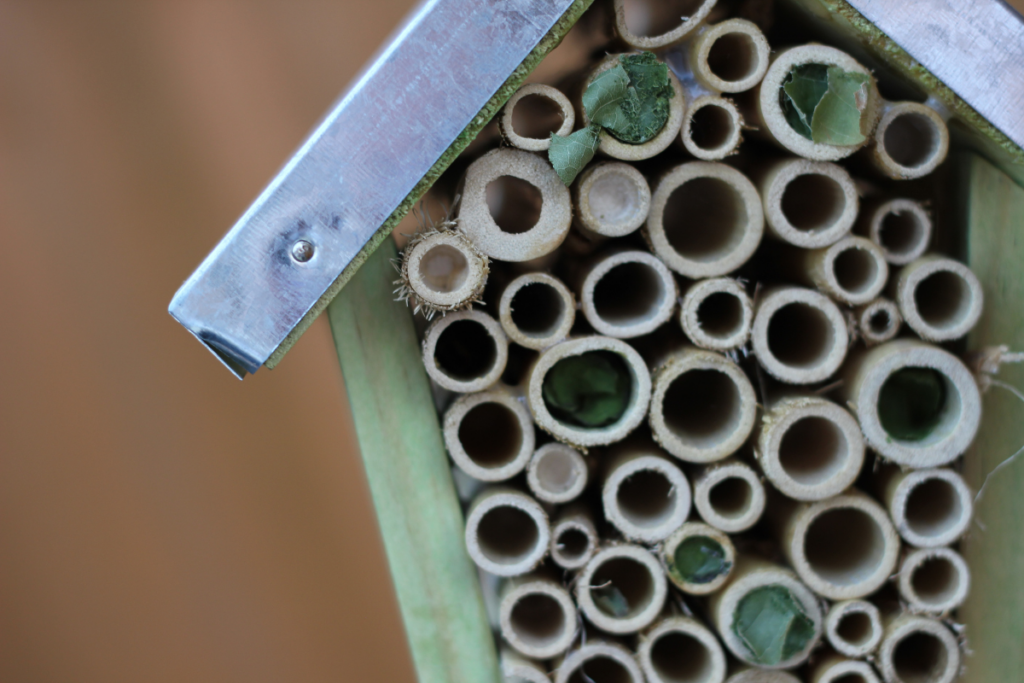 bee hotel cover