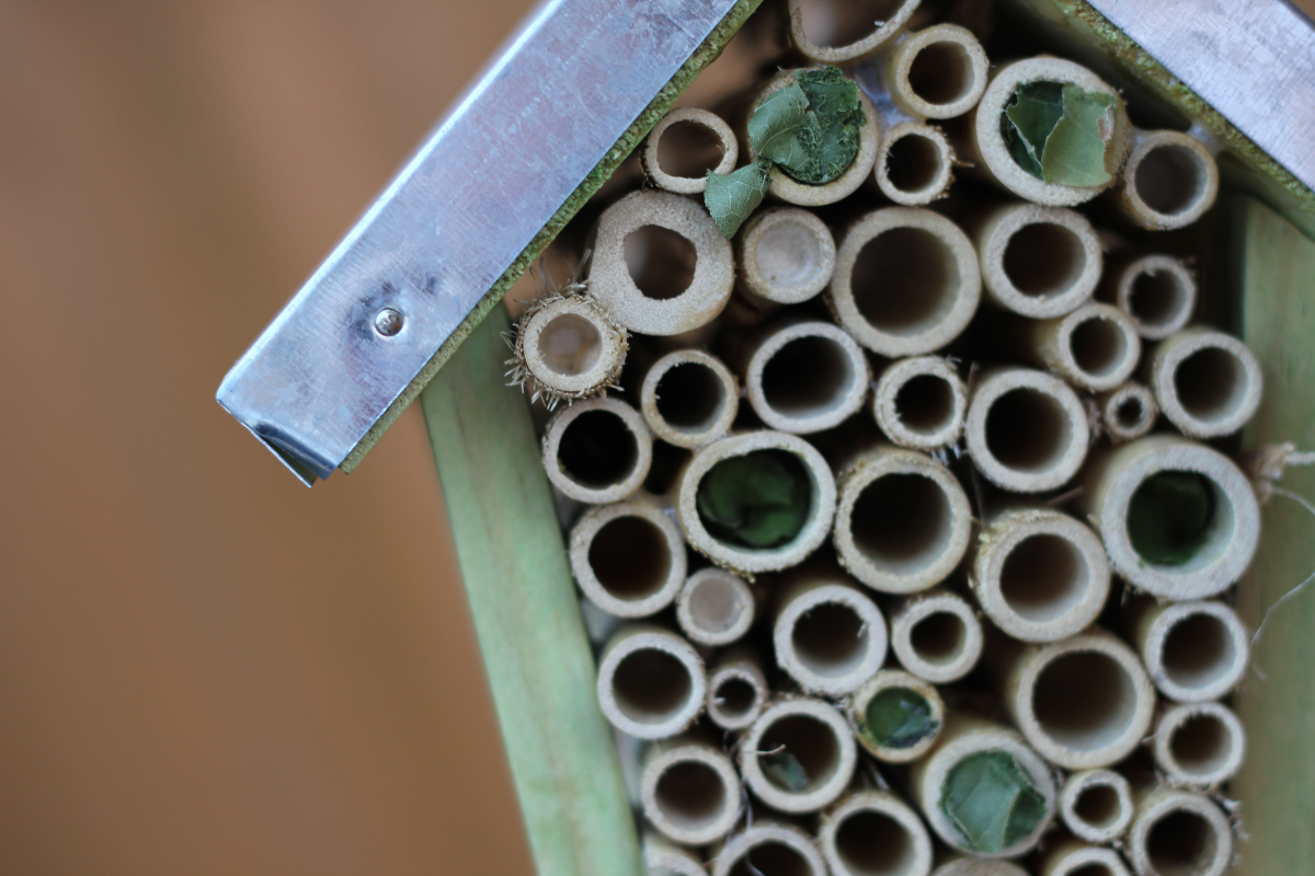 Winter is buzzing: How to help local bee populations as cold weather approaches