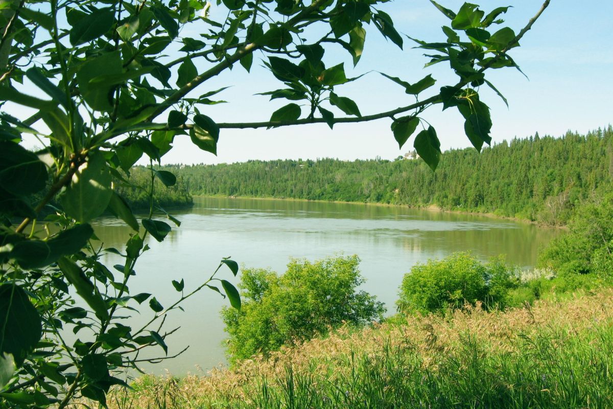 A shot of the North Saskatchewan River from behind a tree. There's lots of lush green hills and bushes, with the river in the middle of the image.
