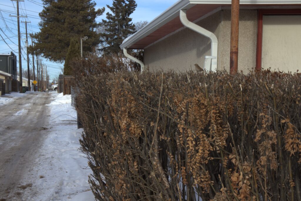 Photo of an alley in Edmonton. There's a shrub on the right side with a tiny house sparrow on top.