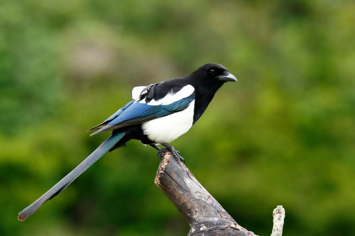 a magpie sits on a branch. it has a blue tail, white body, and black head.