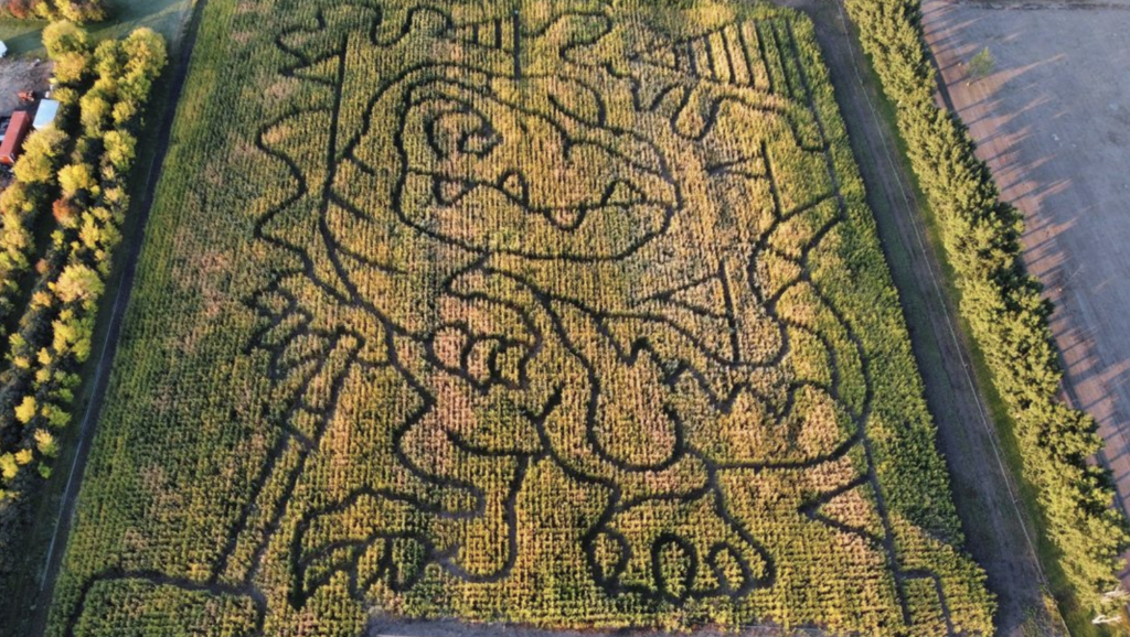 a corn maze in the shape of a dinosaur